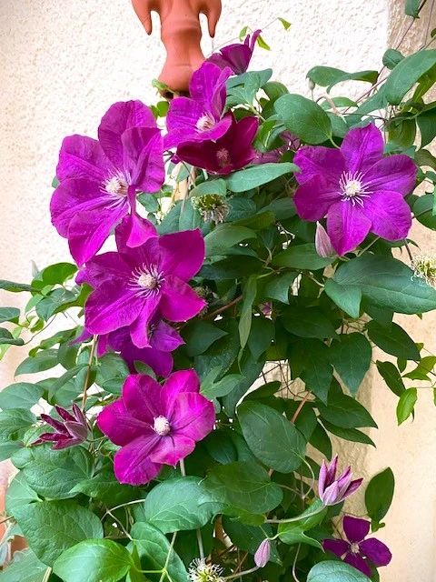 Clematis1.webp