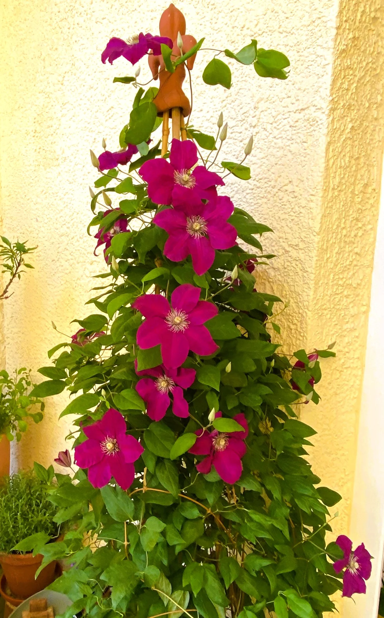 Clematis26.webp
