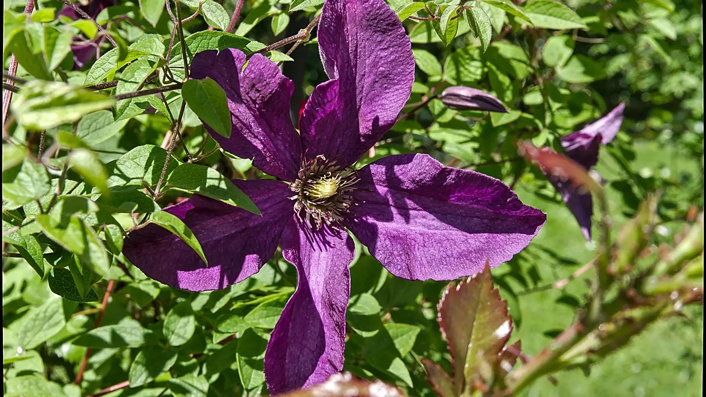 Wie and wann welche Clematis schneiden?