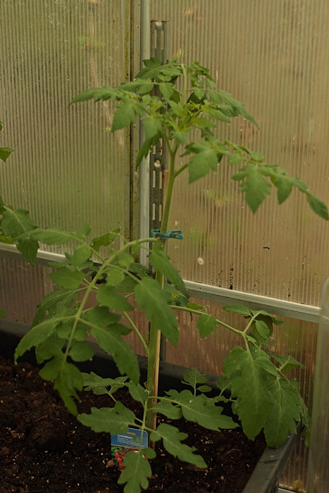 Cocktailtomate_Piccolino_700.webp