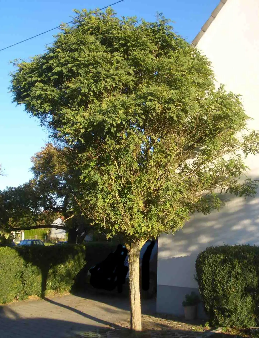Was ist das für ein Baum ? - Hausgarten.net
