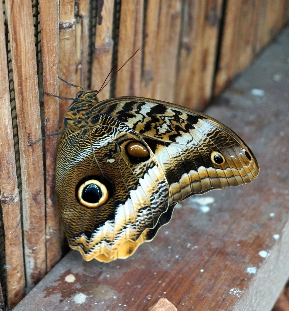 comp_DSC03633.webp