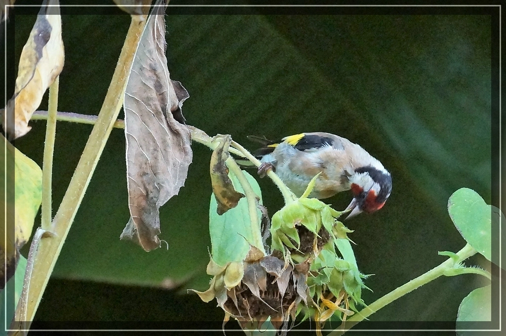 comp_DSC06182.webp