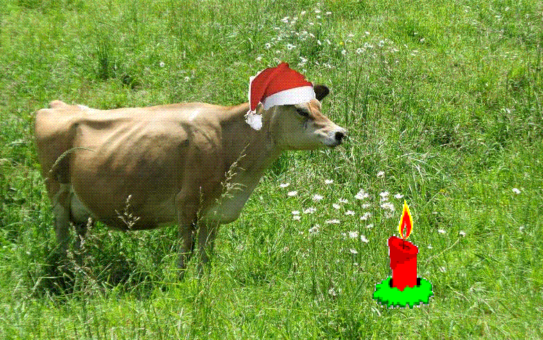 Copy (2) of IMG_6509 v.gif