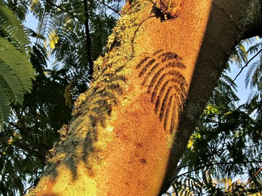 Copy of Schattenspiele v.webp