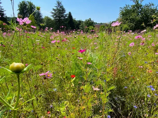 Cosmea1.webp
