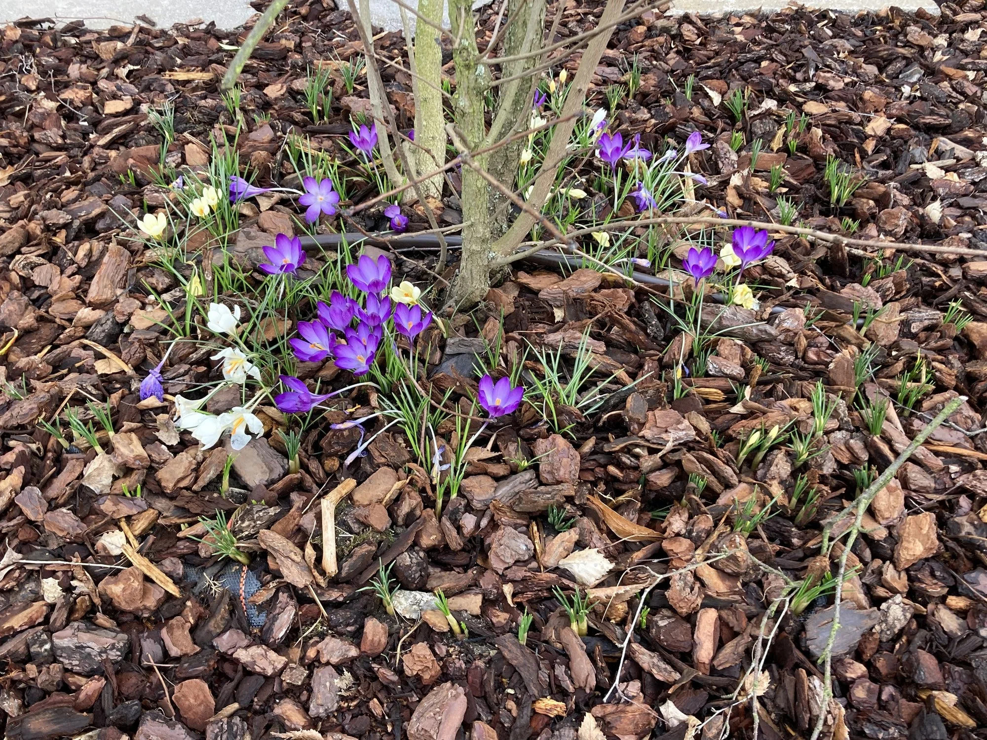 Cotinus_Crocusse.webp