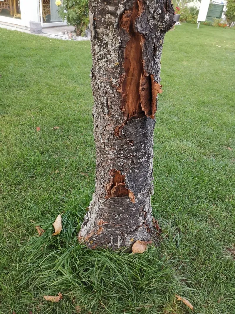 Rinde vom Apfelbaum schält sich ab