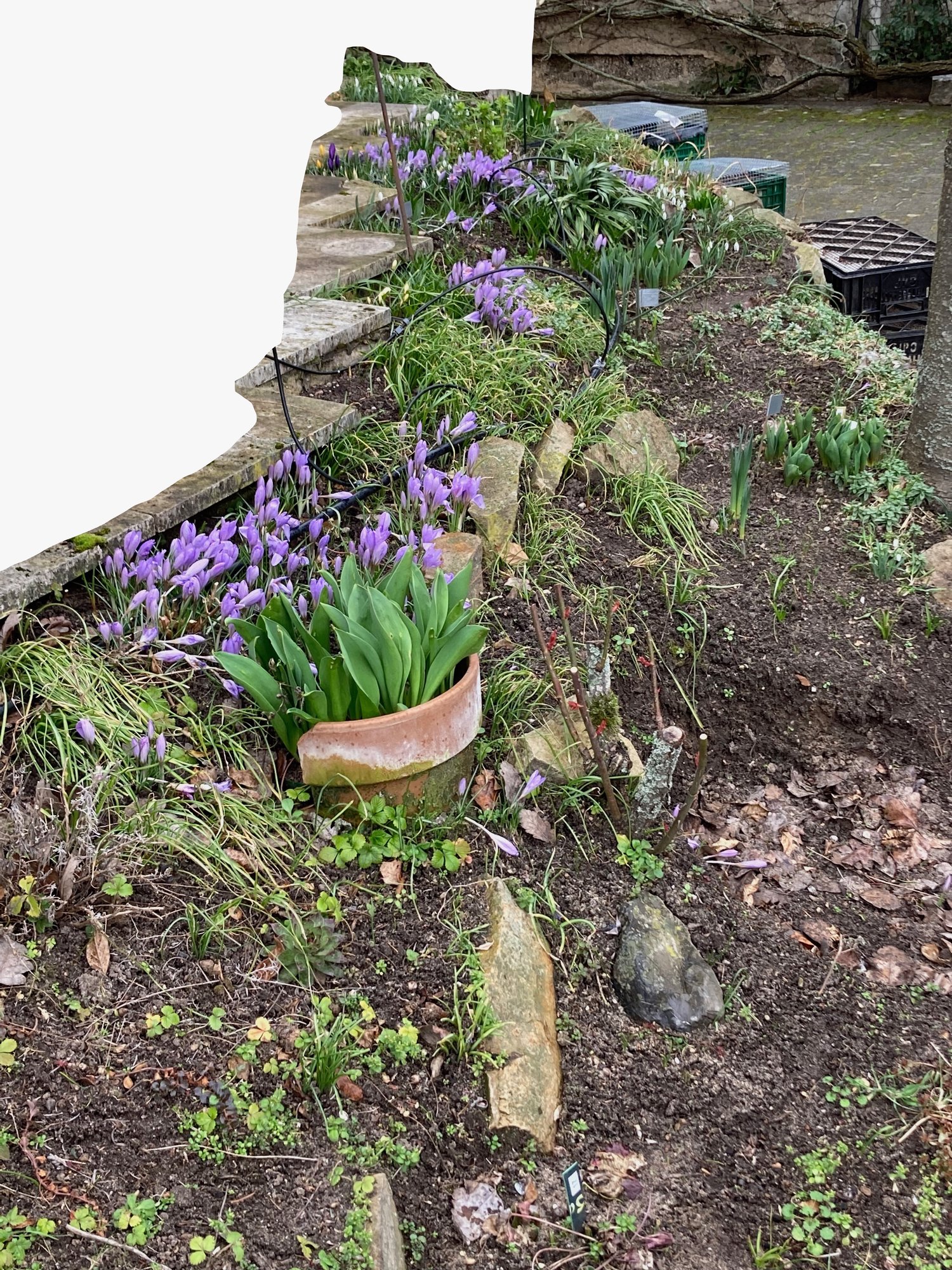 Crokusse & Galanthus.jpg