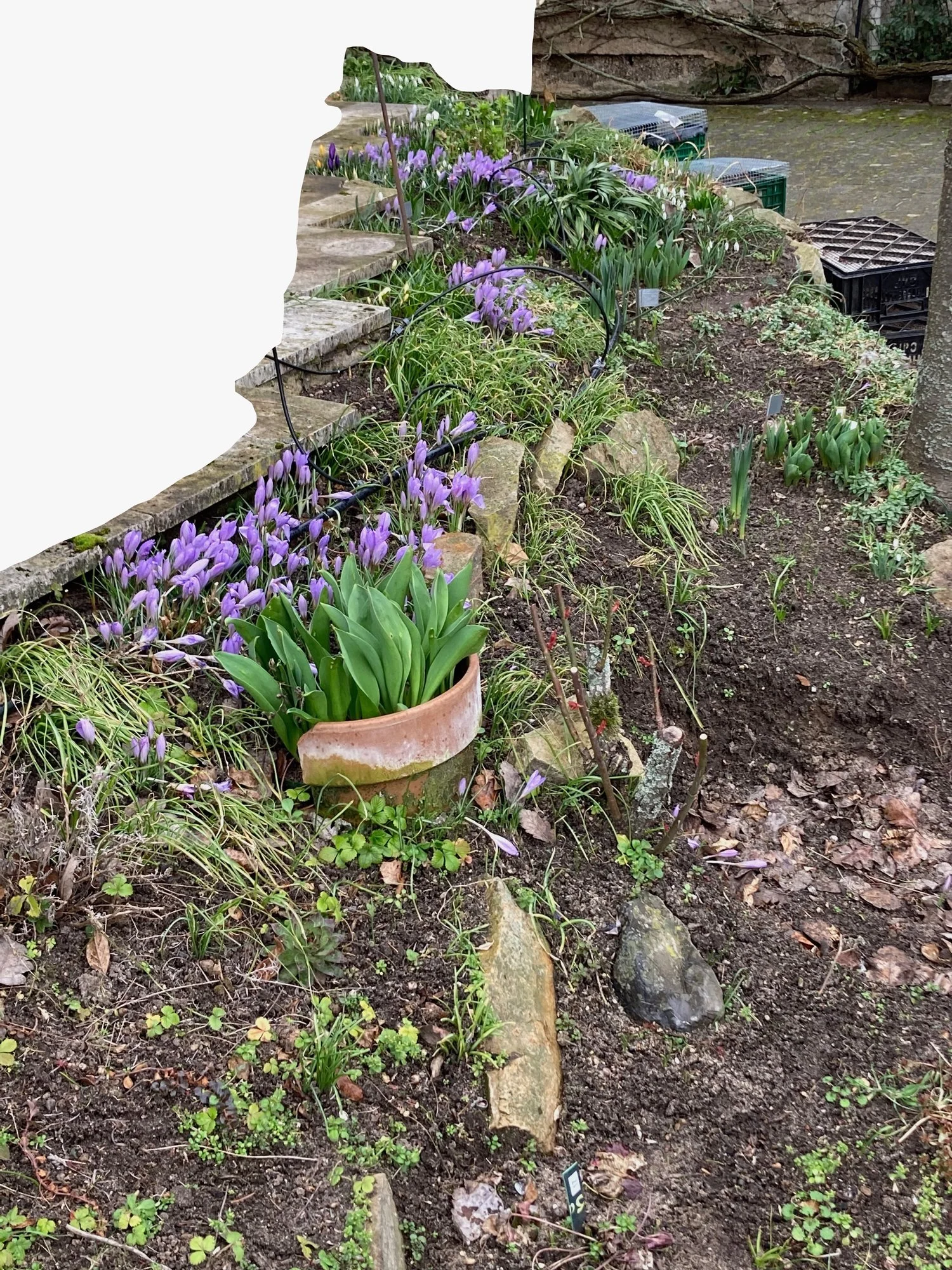 Crokusse & Galanthus.webp