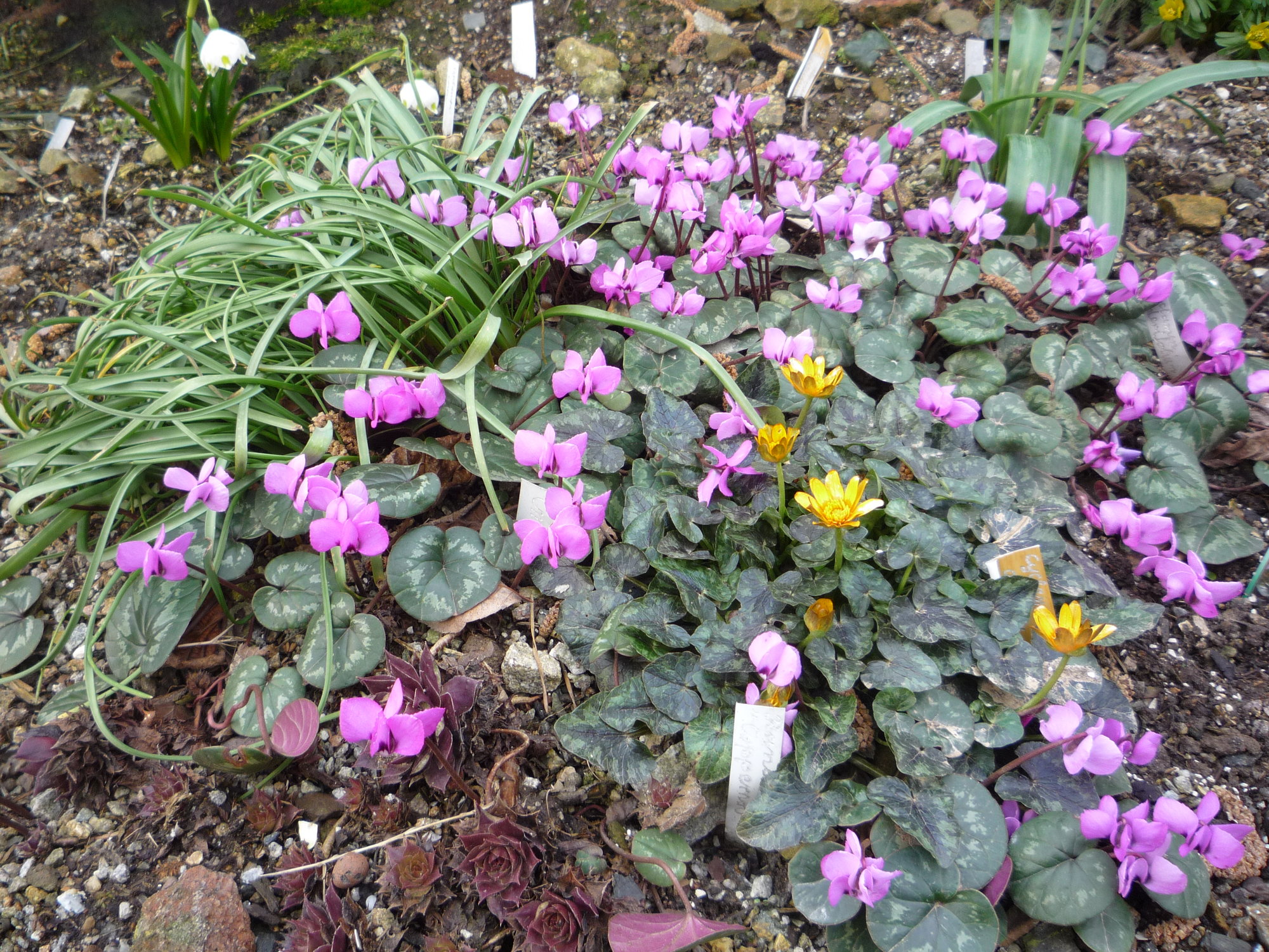 Cyclamen coum und Ranunculus ficaria 'Coppernob' _01.03.2020.JPG