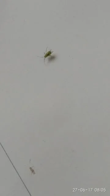 Kleine grüne Männchen