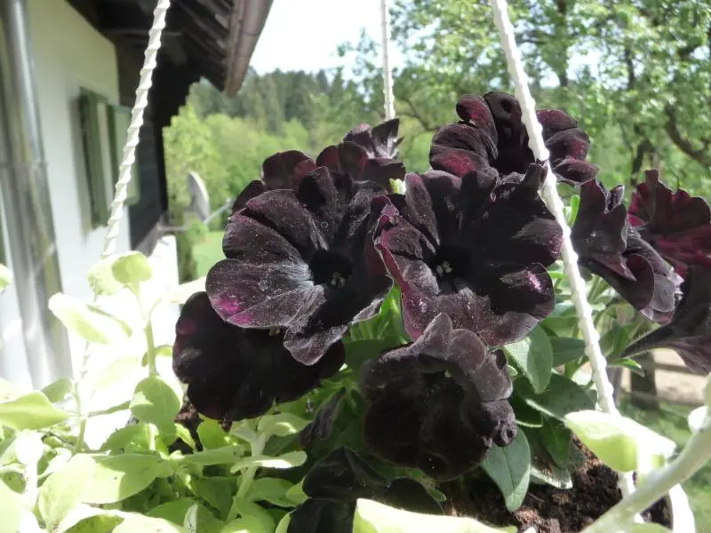 Schwarze Blüten - Hausgarten.net