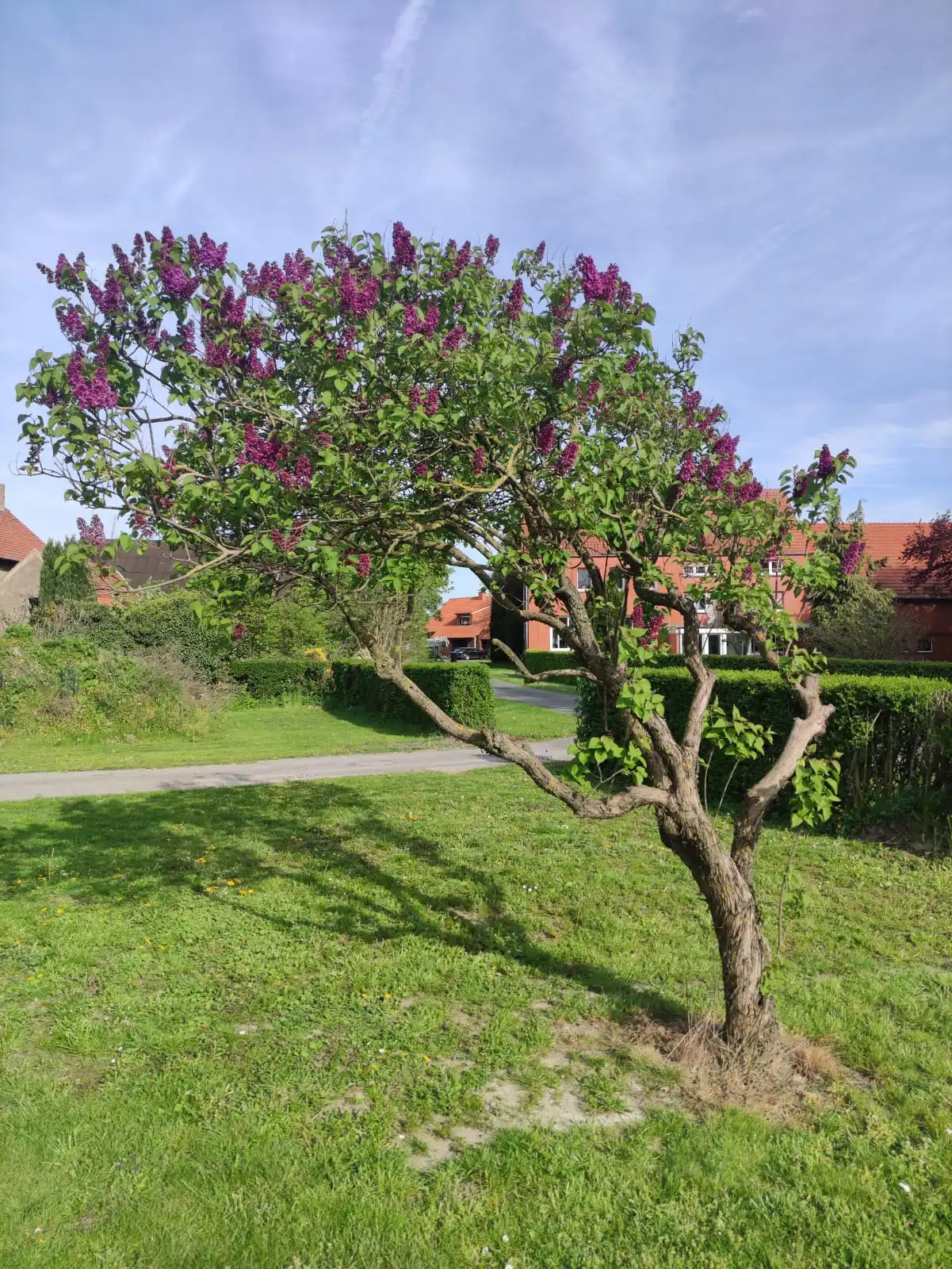 Hilfe zum Fliederbaum - Syringa Vulgaris - Hausgarten.net