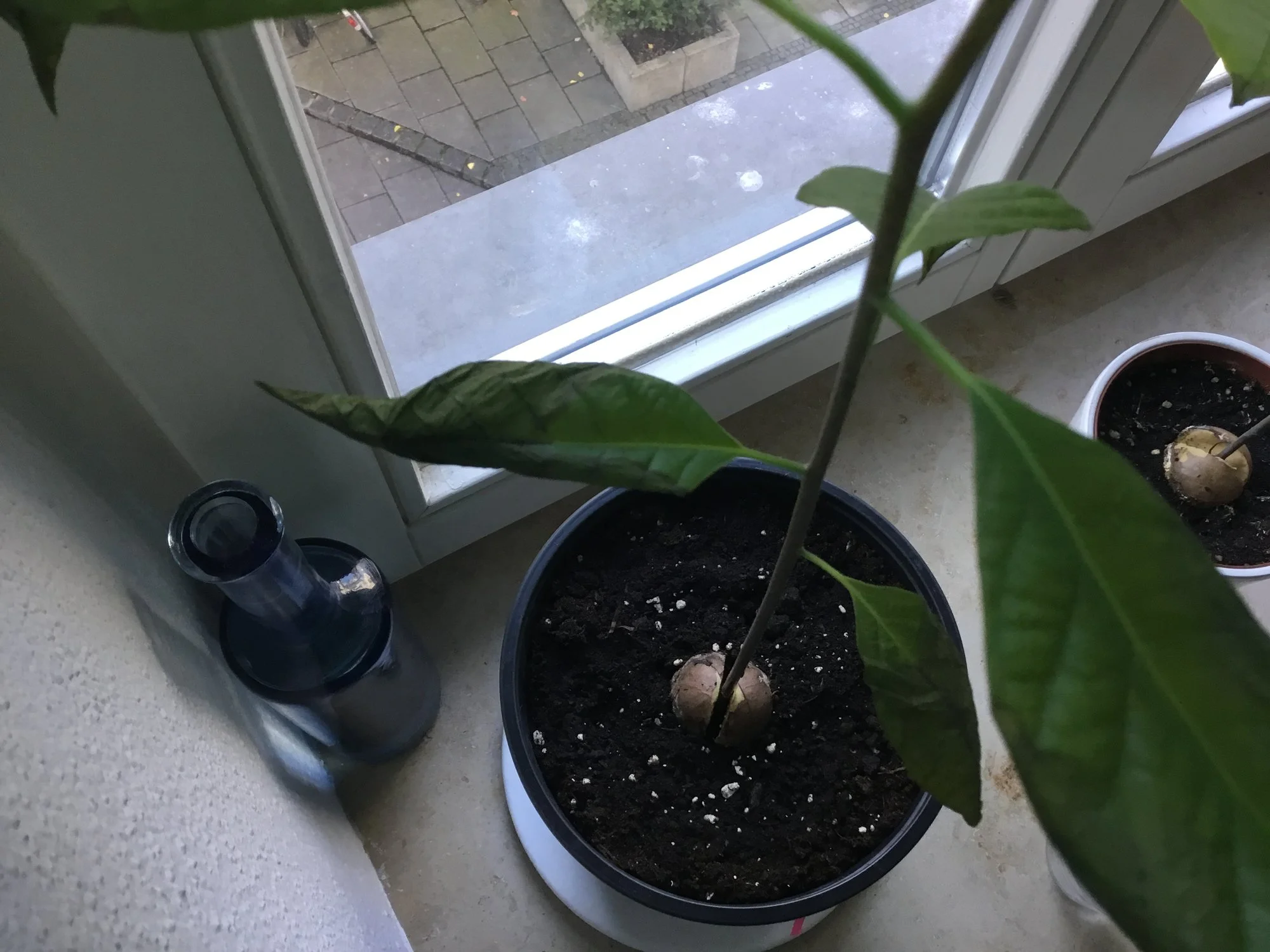 Junge Avocado bekommt braune Blätter