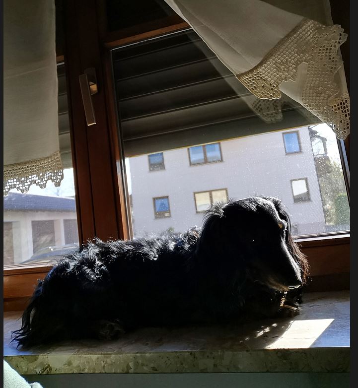 Dackel auf Fenstersims.jpg