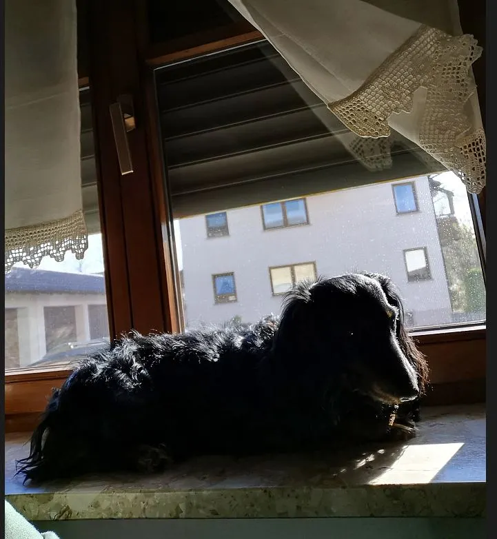 Dackel auf Fenstersims.webp