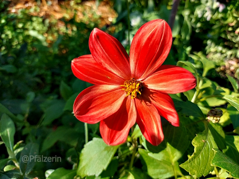 Dahlien 3.webp