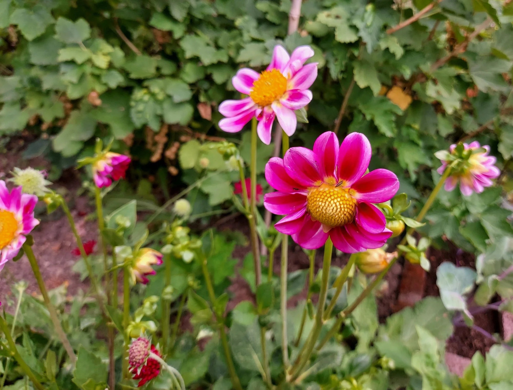 Dahlien a.webp