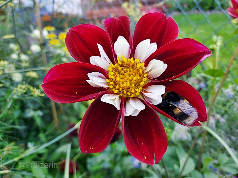 Dahlienblüte mit Hummel.webp