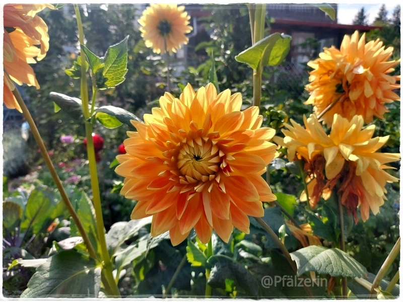 Dahlienblüten 1.webp