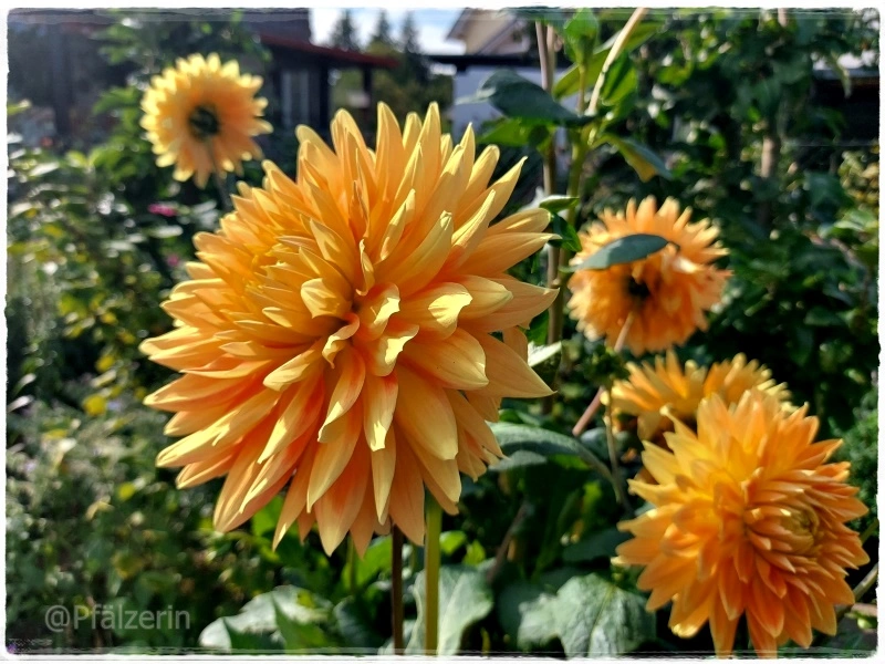 Dahlienblüten 2.webp