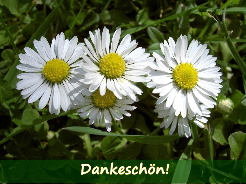 Dankeschoen bt v.webp