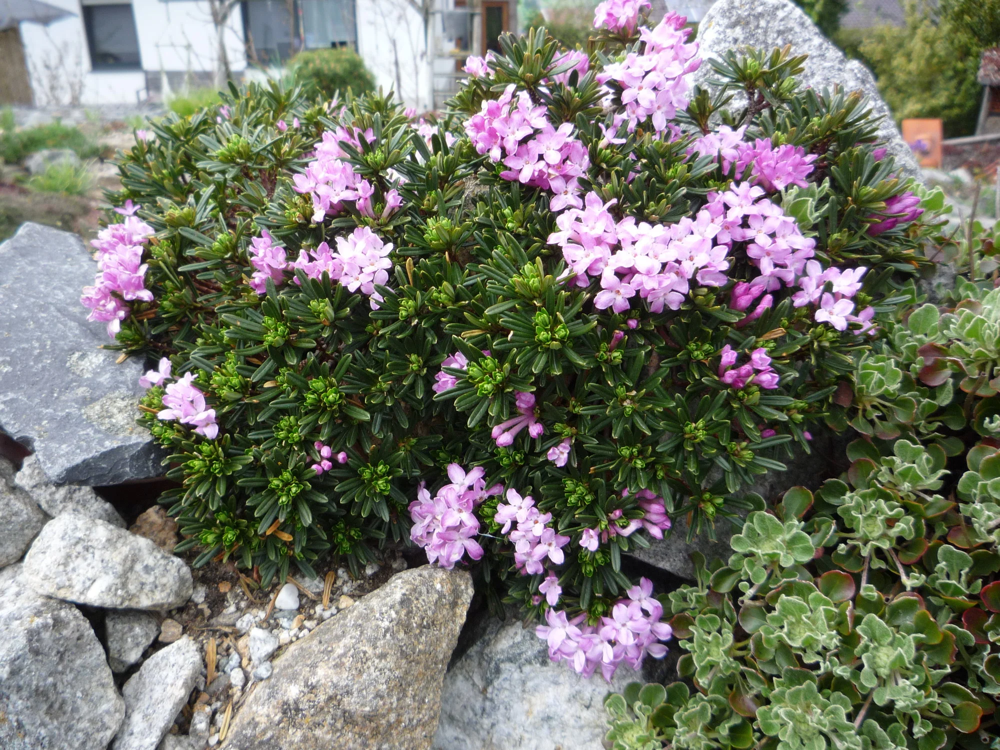 Daphne arbuscula_19.04.2020.webp