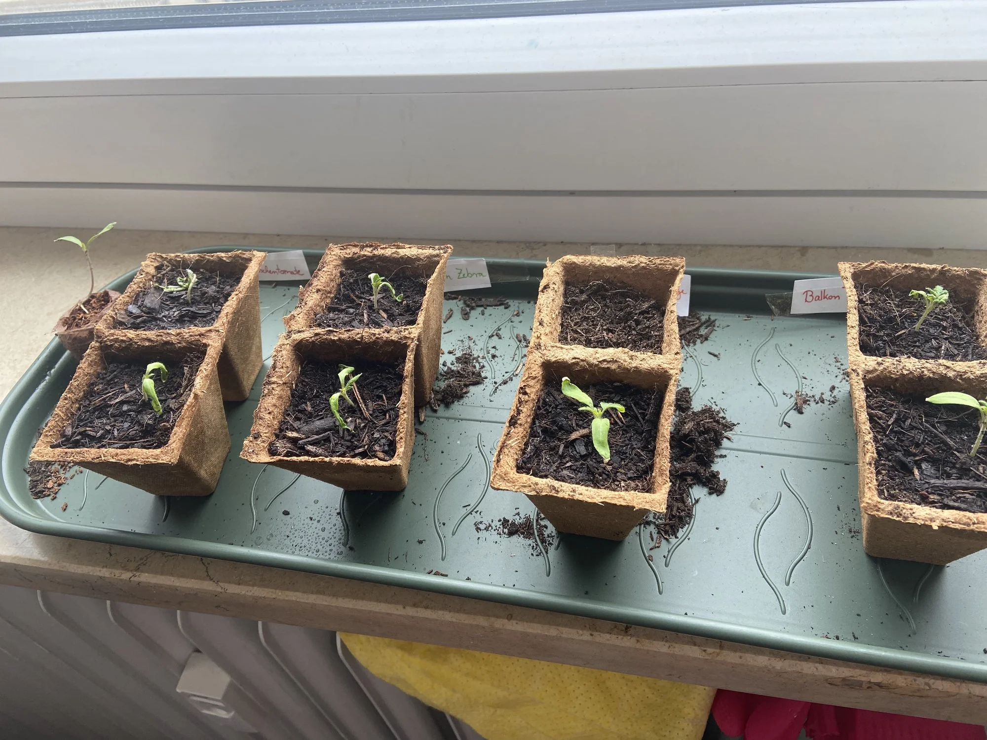 Pikierte Tomaten wachsen nicht mehr (