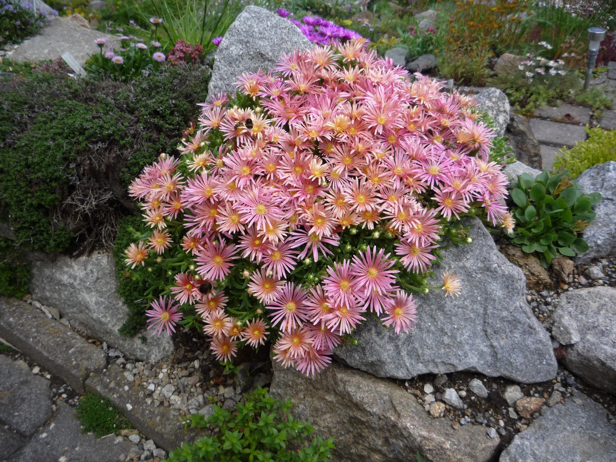 Delosperma_Kelaidis_11.06.2020.webp