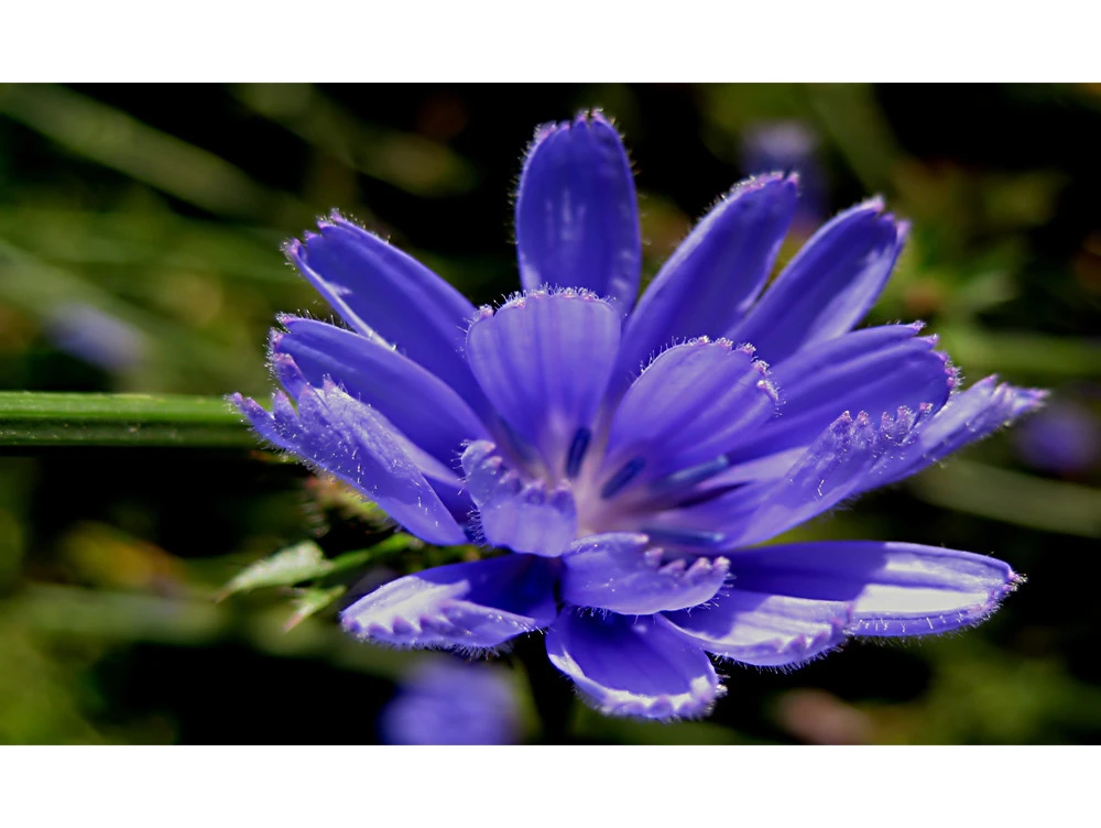 die-blaue-Blume-a18488003.webp