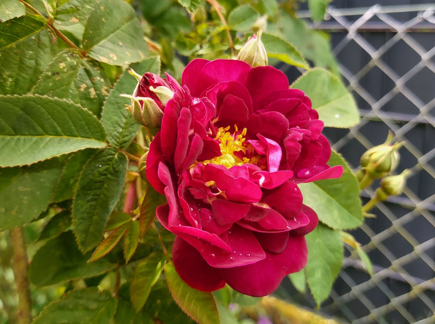 Die erste Rosenblüte in diesem Jahr ist offen.webp