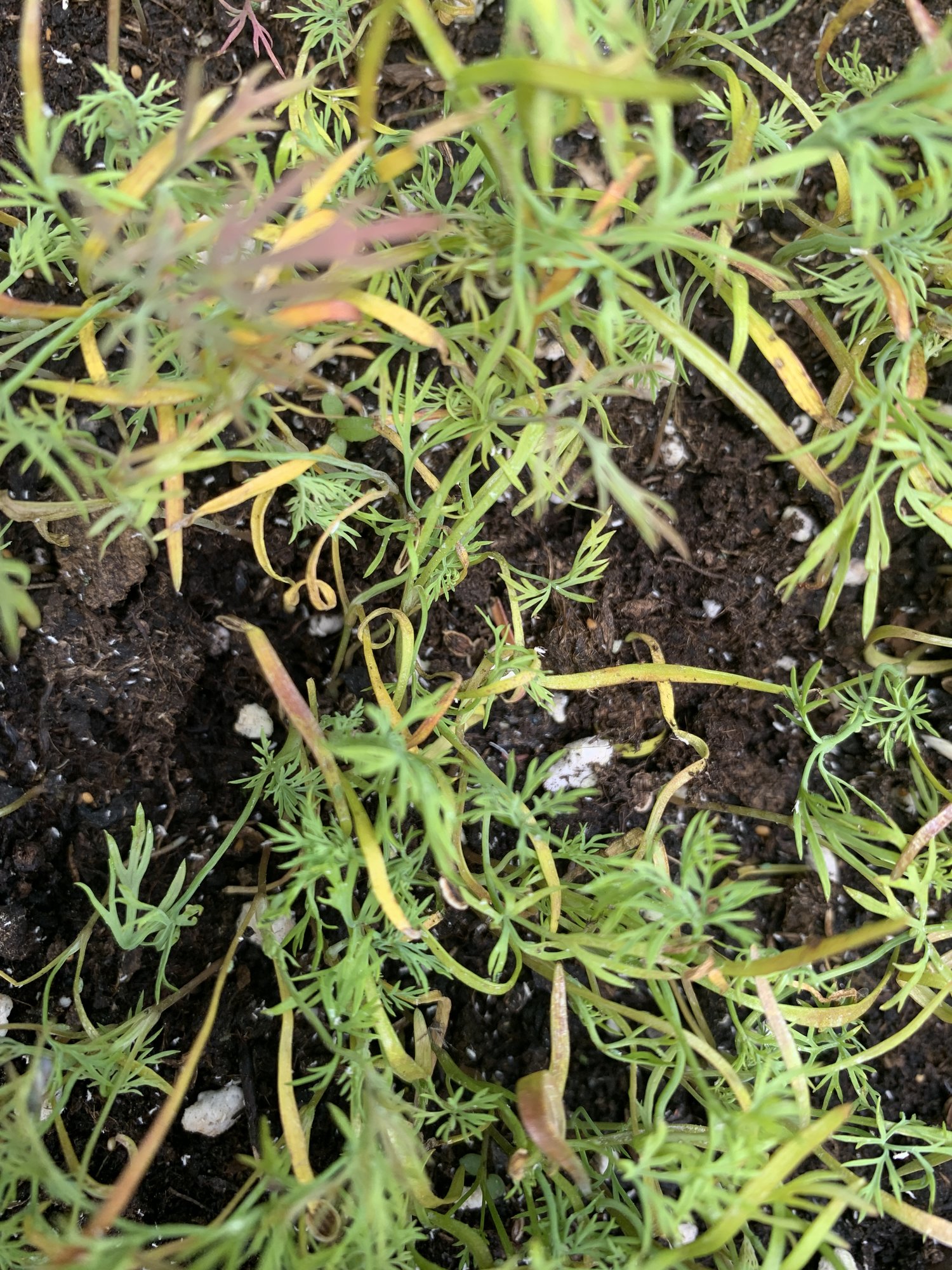 Dill.JPG
