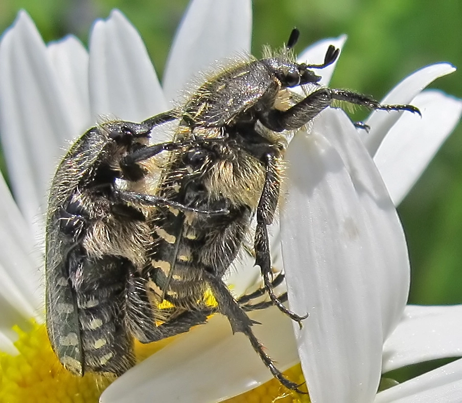 Doppeldecker-a27979149.webp