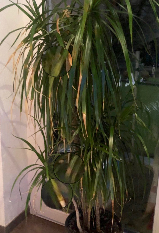 Dracena_01.jpg