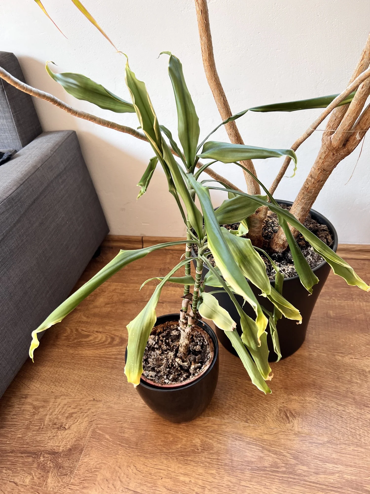 drachenbaum_1.webp