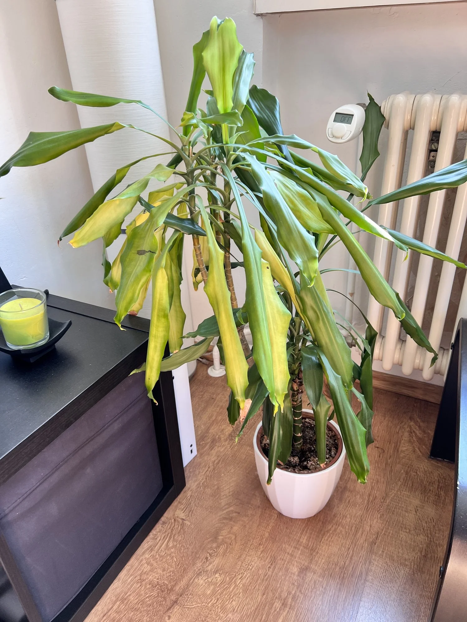 drachenbaum_2.webp