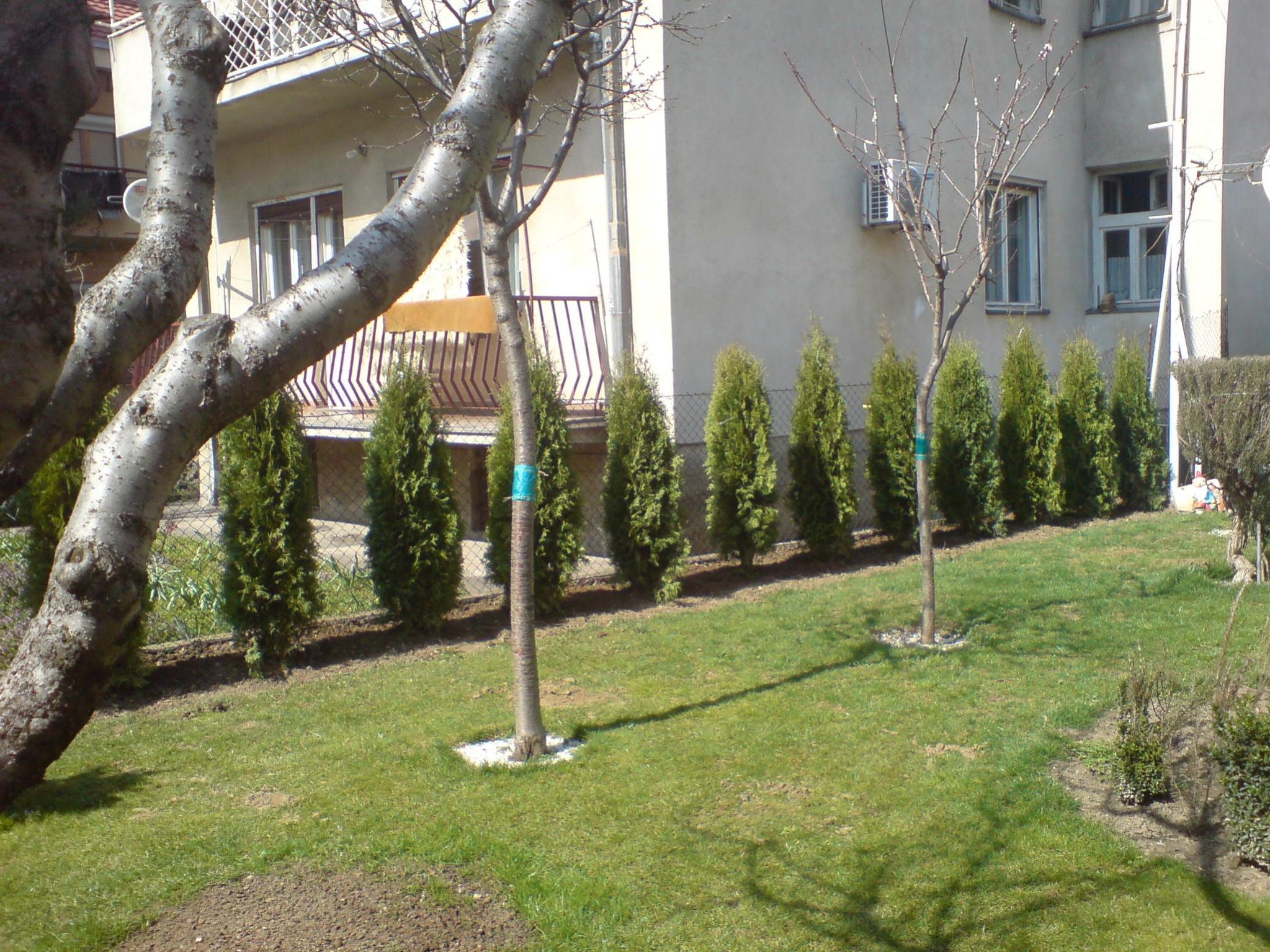 Thuja Columnarichtiger Abstand beim pflanzen?