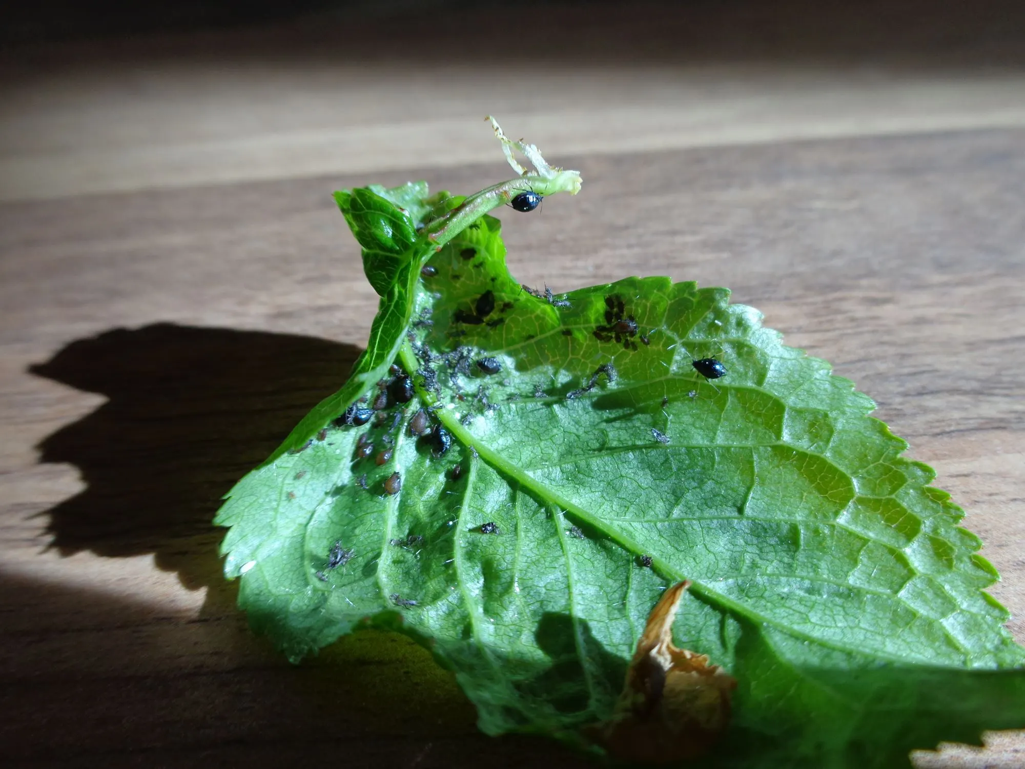 Hilfe! Seidenspinner??