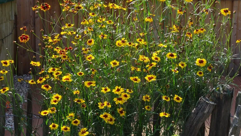 DSC00362.webp