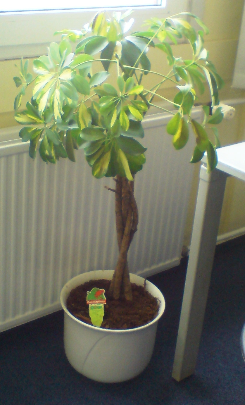 hilfe mein bananen ableger geht ein - Hausgarten.net