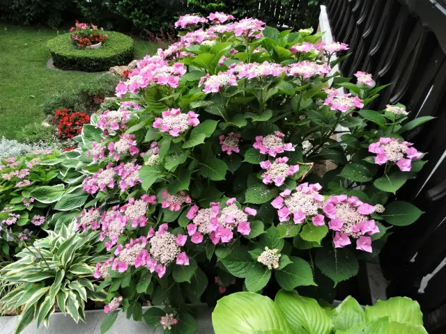 DSC00713.webp