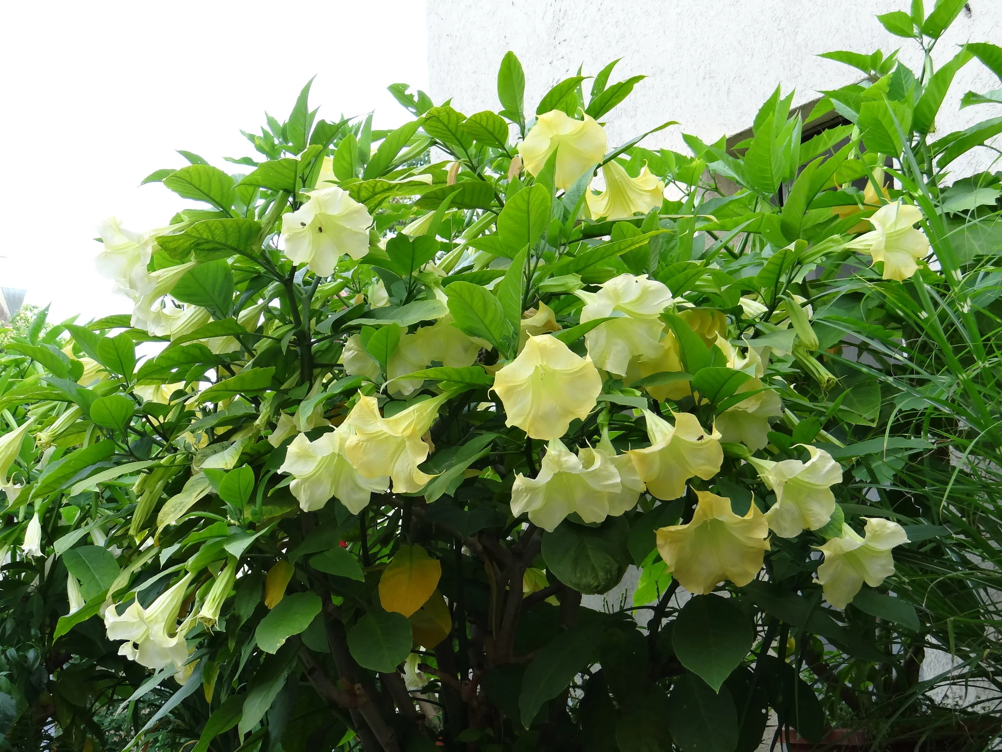 DSC00770.webp