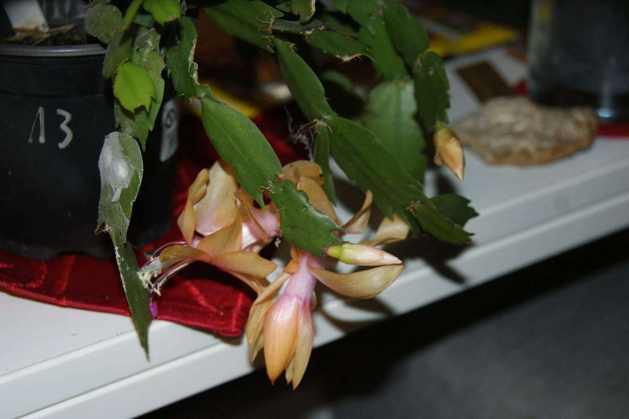 DSC01029.webp