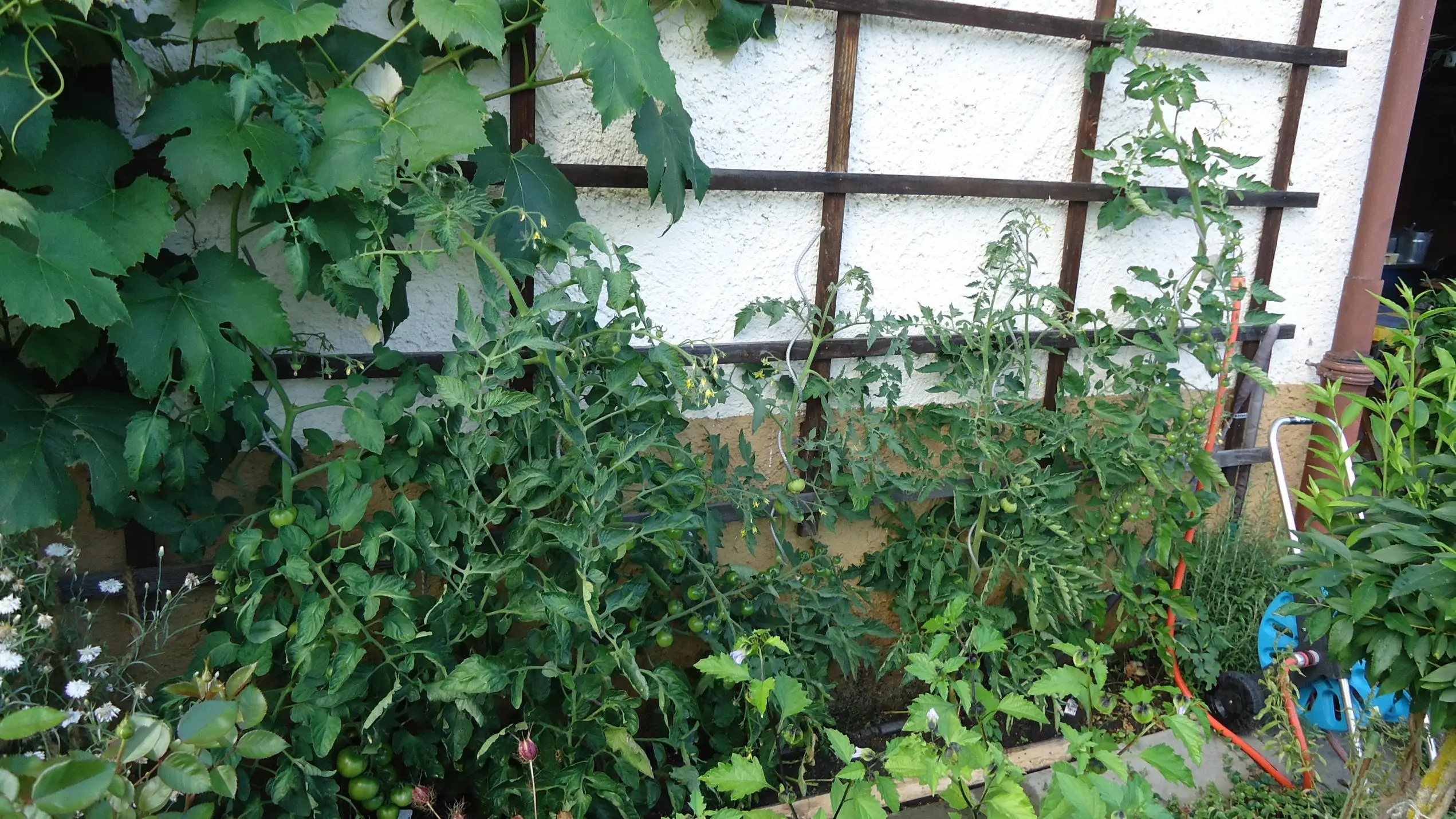 Warum werden meine Tomaten nicht rot???