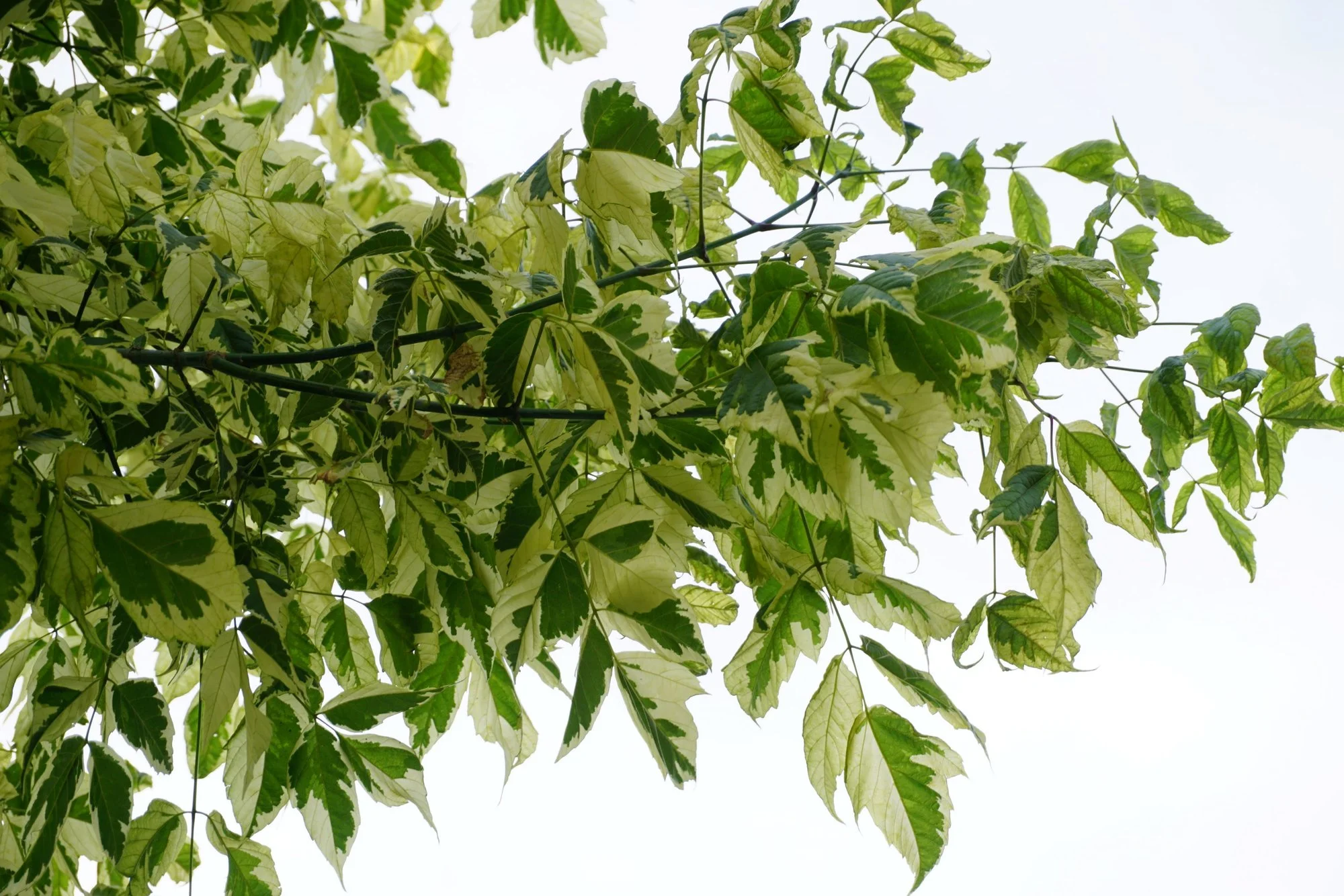 DSC01892u.webp