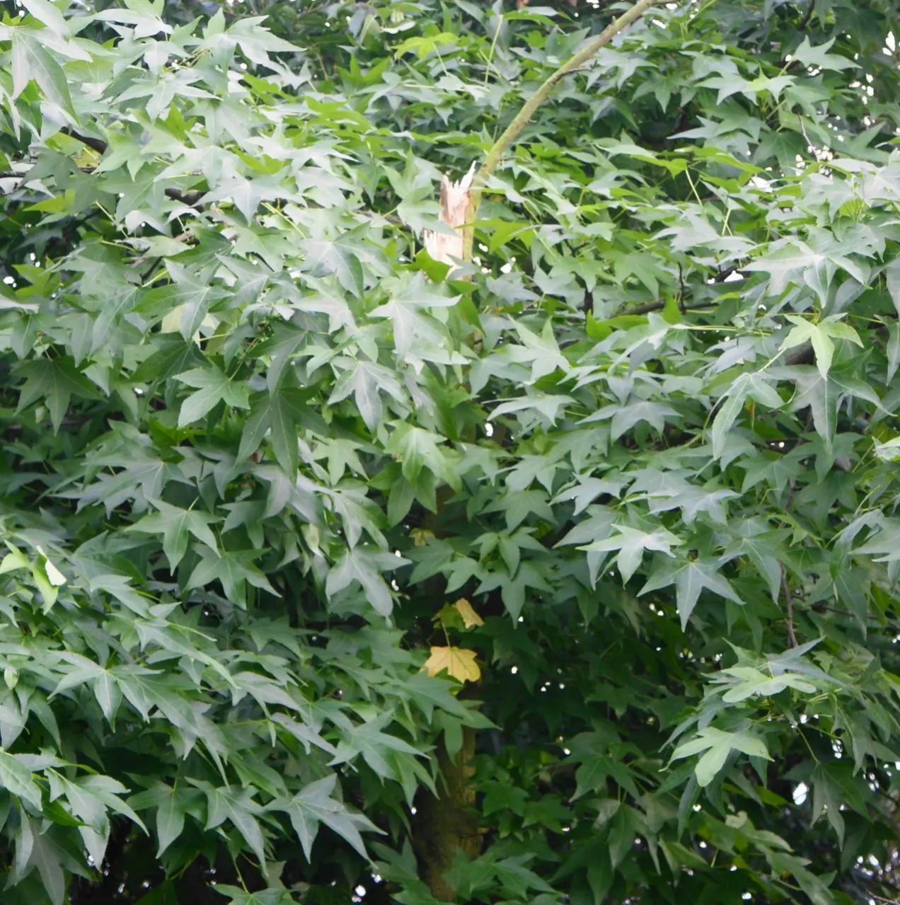 Amberbaum Tot, krank oder Sturmschaden ???