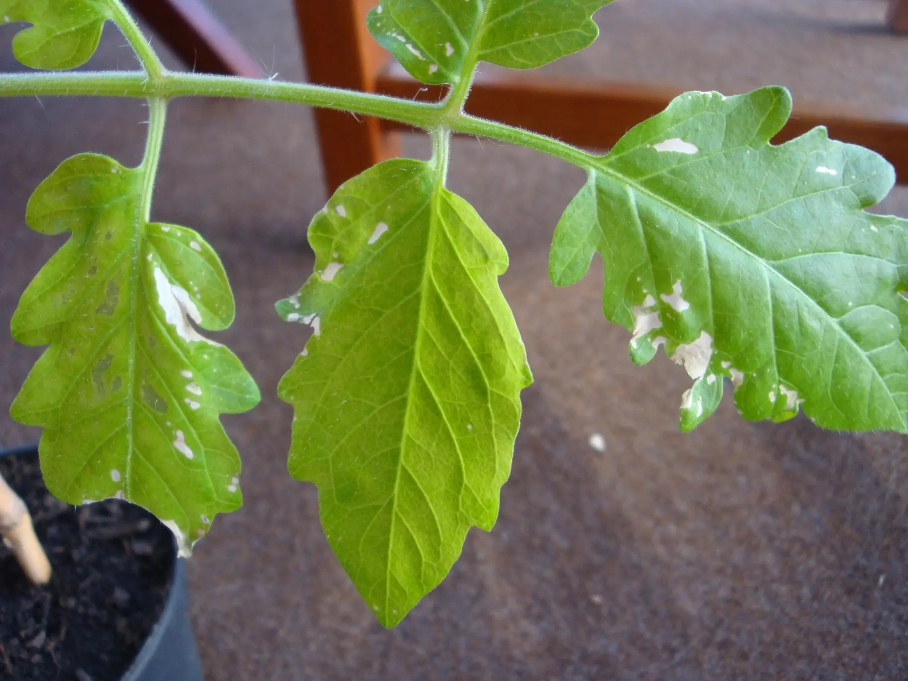 An Tomatenblättern geht das grün weg, und dann entstehen so weisse Flecken