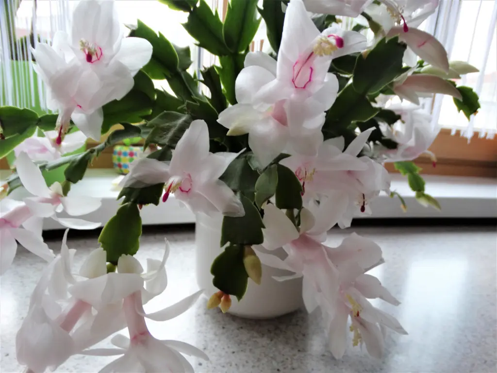 DSC02486.webp
