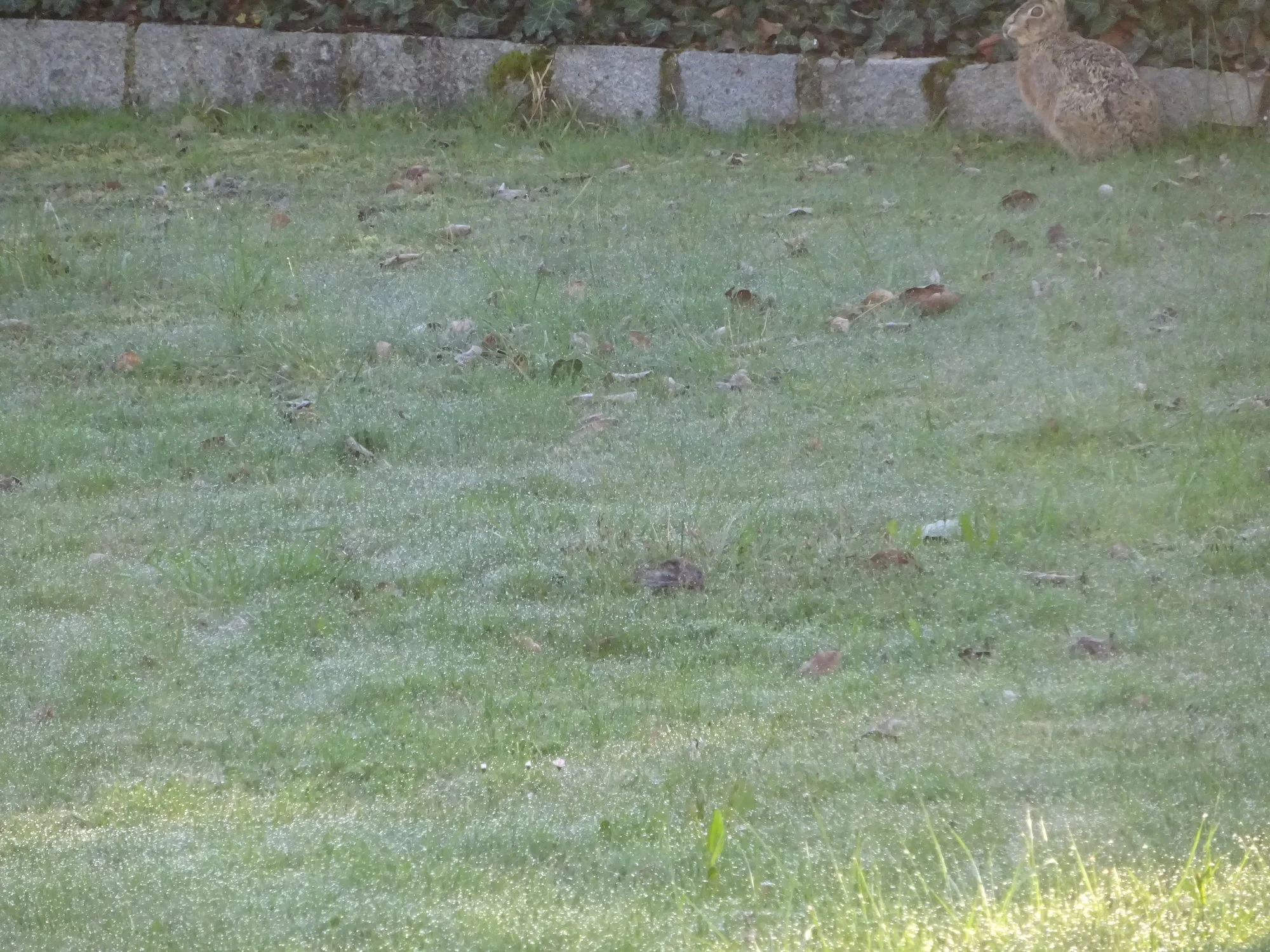 DSC03330.webp